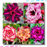 Mudas Rosa Do Deserto Kit C/ 10 Dupla Tripla Lindas