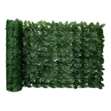 Ficus