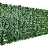Ficus