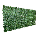 Muro Inglês Pronto 2 X 1 Metros Fícus Vegetal