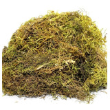 1.2kg