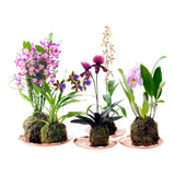 Musgo Esfagno Sfagno Sphagnum Orquideas Kokedama - Rosa 3 L