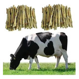 Napier Capim Brs Kit 80 Mudas .