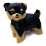 Cachorro