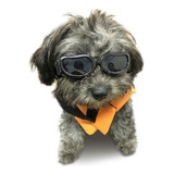 Óculos De Sol Para Cães, Proteção