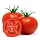 Horta