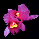 Opeth Orchid (nac)
