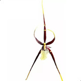Orquídea Aranha Brassia Planta Adulta Exótica Planta Inteira