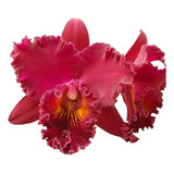 Orquídea Bordo Blc. Chia Lin Muda