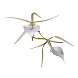 Orquídea Brassavola Nodosa Planta Adulta Flor Branca Exótica
