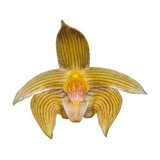 Orquídea Bulbophyllum Siamense Planta Rara Flor Dourada !!!