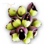 Orquídea Catasetum Mattosianum Planta Adulta Flor Exótica 