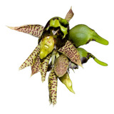 Orquídea Catasetum Sanguineum: O Exótico Que Transforma !!!