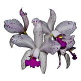 Aurea