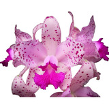 Orquidea Cattleya Amethystoglossa Tipo * Planta