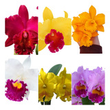 Orquídea Cattleya Kit Com 05 Mudas Adultas + Brinde Grátis