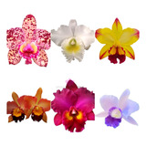Orquídea Cattleya Kit Com 20 Mudas Mais Casca Pinu Substrato