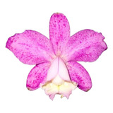 Pelorica
