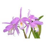 Orquidea Cattleya Maxima Concolor  *