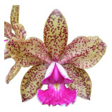 Orquídea Cattleya Pão De Açucar Adulta