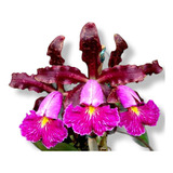 Orquídea Cattleya Schilleriana Hibrida Adulta Já