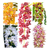 Orquidea Cymbidium Mudas Pendentes Kit C/05 Exuberantes