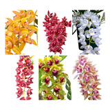 Orquidea Cymbidium Mudas Pendentes Kit C/10 Pronta Entrega