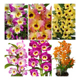 Orquidea Dendrobium Mudas Kit C/05 Rara