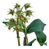 Orquidea Dendrobium Polysema Planta Adulta Exotica