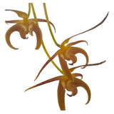 Orquídea Exótica Coleção Rara Bulbophyllum Lobby