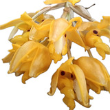 Orquídea Exótica Stanhopea Anfracta (muda Adulta