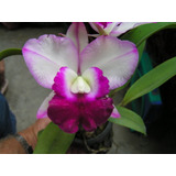 Orquídea Lc. Mem Robert Strait (
