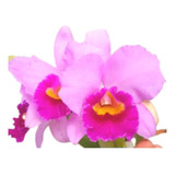 Orquídea Lc Beatriz Kunning - Muda