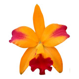 Orquídea Lc Tropical Trick - Muda