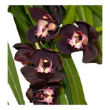Exotica