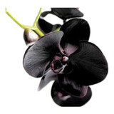 Orquidea Negra Cymbidium Kiwi Midnight Muda Adulta Exotica