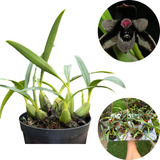 Schunkeana