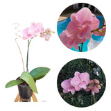 Exotica