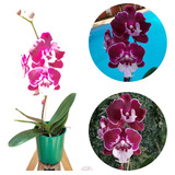Orquidea Phalaenopsis Big Lip Vinho Planta Rara Exotica