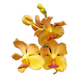 Orquídea Phalaenopsis Mini Flor Amarela, Planta