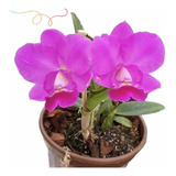Orquídea Pink Cattleya Aloha Case Exótica ' Adulta' Com Vaso