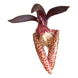 Orquídea Rara Bulbophyllum Brevicarpum (urubu Tomando Sol)
