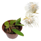 Orquídea Rara Espécie Bulbophyllum Medusae Exótica Coleção