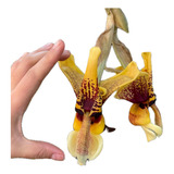 Passarinho