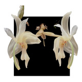 Grandiflora