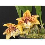 Orquidea Stanhopea Hernandezii