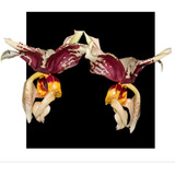 Orquidea Stanhopea Tigrina - Oferta
