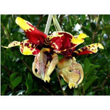 Orquidea Stanhopea Tigrina