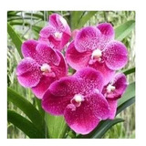 Orquídea Vanda Rosa - Adulta