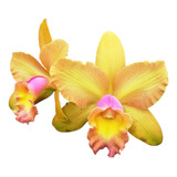 Orquídea Waikiki Gold Planta Adulta Formada Foto Real Mudas